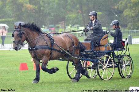 2017-08 CCA Valasse Chevaux et Traits, 29-0DSC_9754