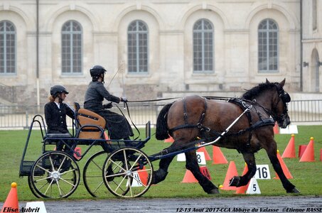 2017-08 CCA Valasse Chevaux et Traits, 29-0DSC_9765