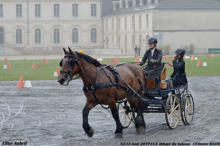2017-08 CCA Valasse Chevaux et Traits, 29-0DSC_9767