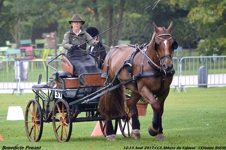 2017-08 CCA Valasse Chevaux et Traits, 31-0DSC_9830