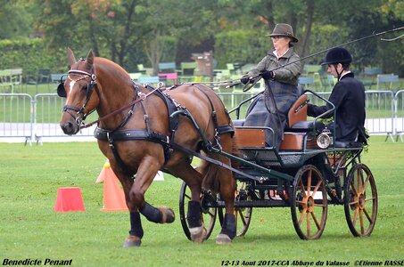 2017-08 CCA Valasse Chevaux et Traits, 31-0DSC_9831