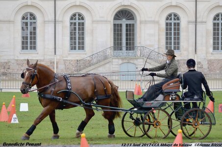 2017-08 CCA Valasse Chevaux et Traits, 31-0DSC_9832