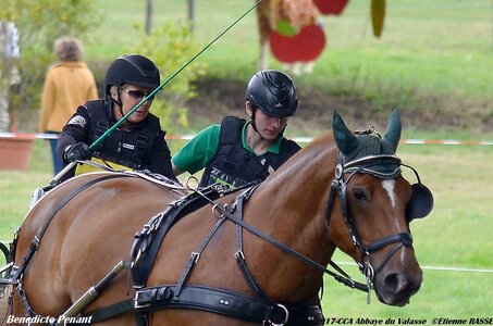 2017-08 CCA Valasse Chevaux et Traits, 31-DSC_1377