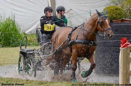 2017-08 CCA Valasse Chevaux et Traits, 31-DSC_1459