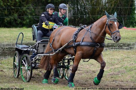 2017-08 CCA Valasse Chevaux et Traits, 31-DSC_1461