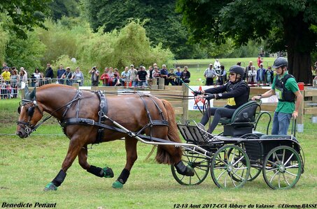 2017-08 CCA Valasse Chevaux et Traits, 31-DSC_1600