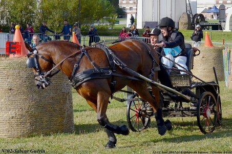 2017-08 CCA Valasse Poneys, 02-DSC_0277