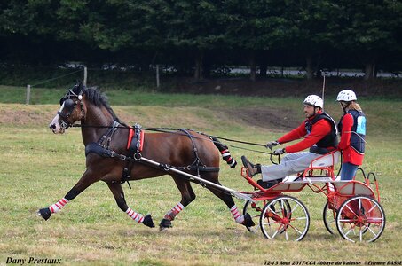 2017-08 CCA Valasse Poneys, 03-DSC_0189