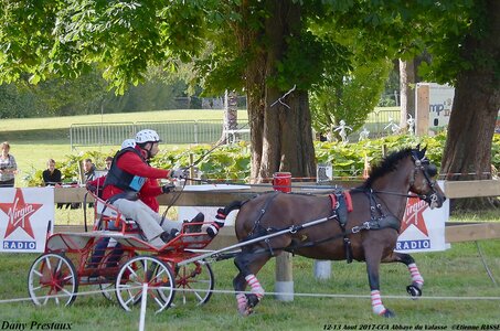 2017-08 CCA Valasse Poneys, 03-DSC_0266
