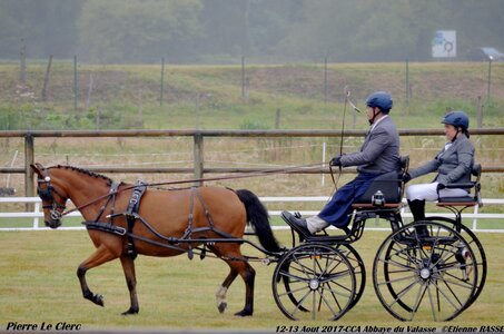 2017-08 CCA Valasse Poneys, 05-0DSC_9346
