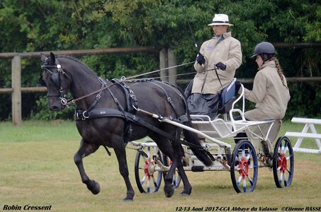 2017-08 CCA Valasse Poneys, 06-0DSC_9354