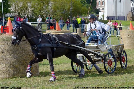 2017-08 CCA Valasse Poneys, 06-DSC_0336