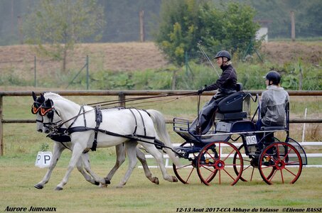2017-08 CCA Valasse Poneys, 09-DSC_09386