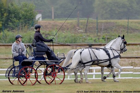 2017-08 CCA Valasse Poneys, 09-DSC_09389