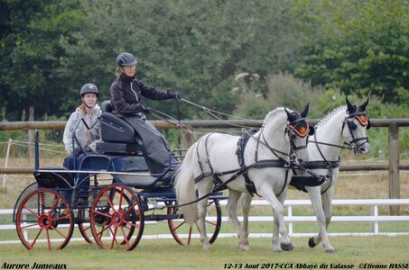 2017-08 CCA Valasse Poneys, 09-DSC_09390