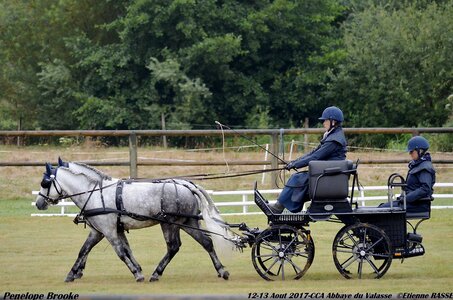 2017-08 CCA Valasse Poneys, 10-DSC_09408