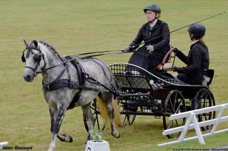 2017-08 CCA Valasse Jeunes chevaux, 34-DSC_9552