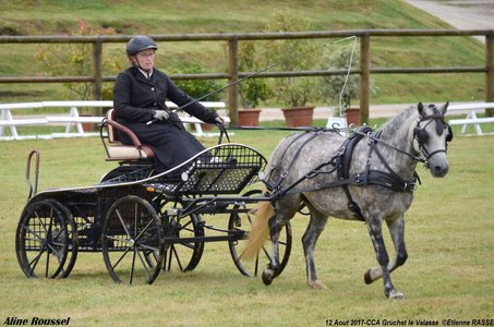 2017-08 CCA Valasse Jeunes chevaux, 34-DSC_9556