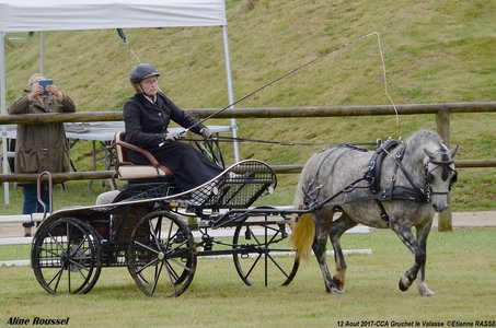 2017-08 CCA Valasse Jeunes chevaux, 34-DSC_9572