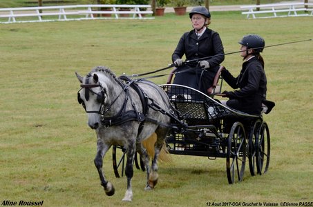 2017-08 CCA Valasse Jeunes chevaux, 34-DSC_9582