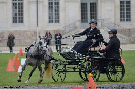 2017-08 CCA Valasse Jeunes chevaux, 34-DSC_9592