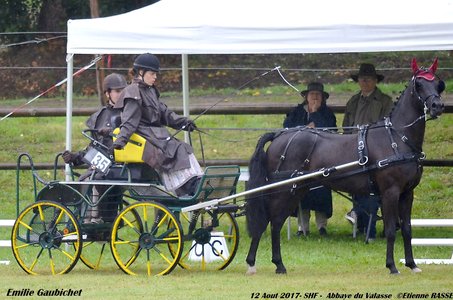 2017-08 CCA Valasse Jeunes chevaux, 35-DSC_9307