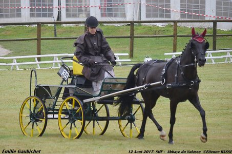 2017-08 CCA Valasse Jeunes chevaux, 35-DSC_9310