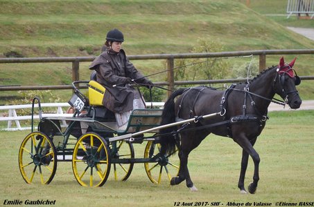 2017-08 CCA Valasse Jeunes chevaux, 35-DSC_9311