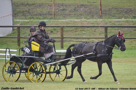 2017-08 CCA Valasse Jeunes chevaux, 35-DSC_9314