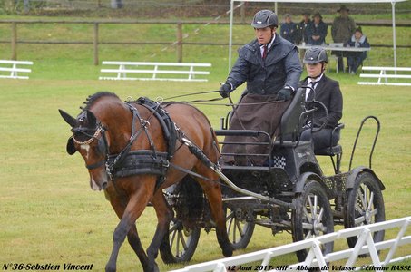 2017-08 CCA Valasse Jeunes chevaux, 36-DSC_9524