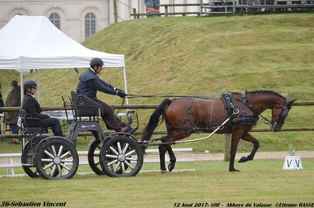 2017-08 CCA Valasse Jeunes chevaux, 36-DSC_9525