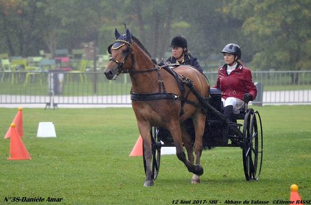 2017-08 CCA Valasse Jeunes chevaux, 38-DSC_9702