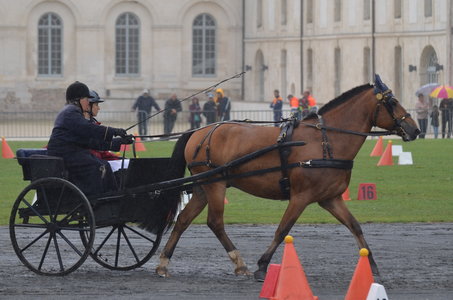 2017-08 CCA Valasse Jeunes chevaux, 38-DSC_9705