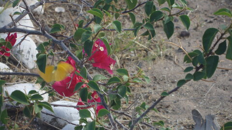 Loreto - San Javier - Bahia Concepción - Mulegue - Peintures rupestres Juillet 2017, DSC05796