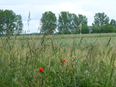 fête de notre amap, 099