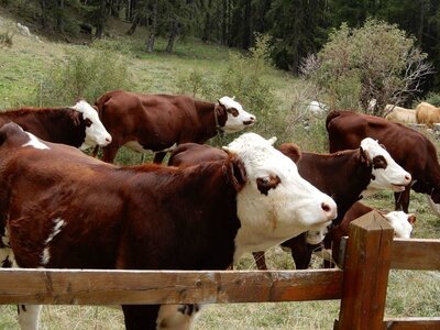 les crots, DSCN1687
