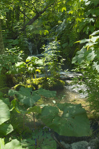 Hrvatska-154, IMGP1283_Plitvice