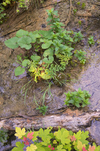 Hrvatska-154, IMGP1309_Plitvice