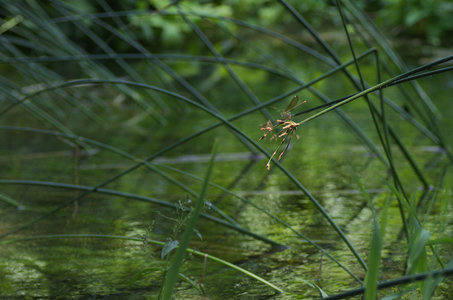 Hrvatska-154, IMGP1627_Krka
