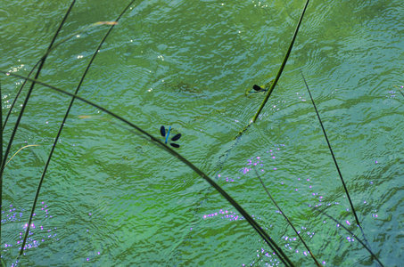 Hrvatska-154, IMGP1629_Krka