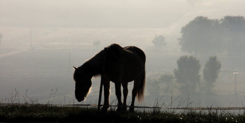 Essai Partage Patrigraphia, Brume3