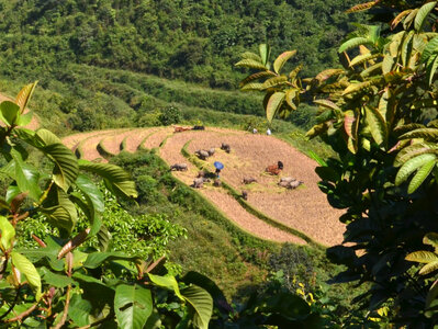 Vietnam, ombrellem