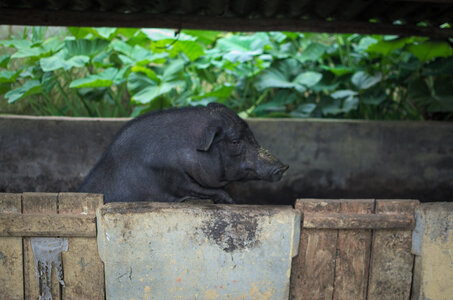 Vietnam, cochonm