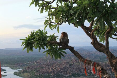 Hampi, 577286_4154176213681_393675684_n