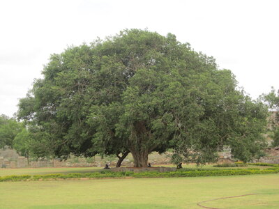 Hampi, IMG_1874