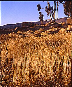 voyage en Bolivie, bol108