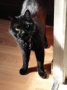 boubou, P1010412