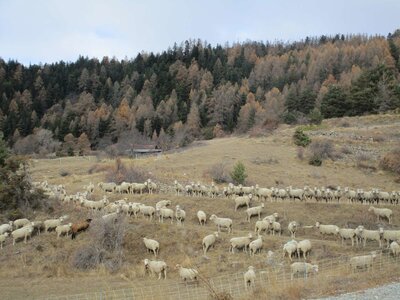 Photo de Serre eygliers, IMG_0970