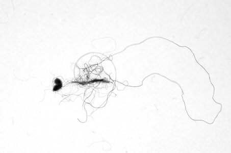 Minoutes, IMGP7115_Issy