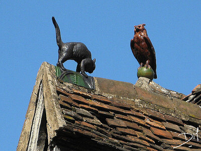 Dijon ., ChatChouette
